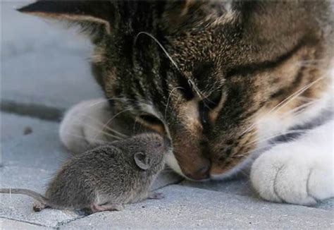 [CV048] Cats and Mice .